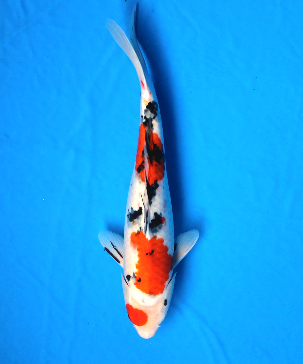 Japanese Koi fish/Japanischer Koi Fisch・ Taisho Sanshoku Nishikigoi
