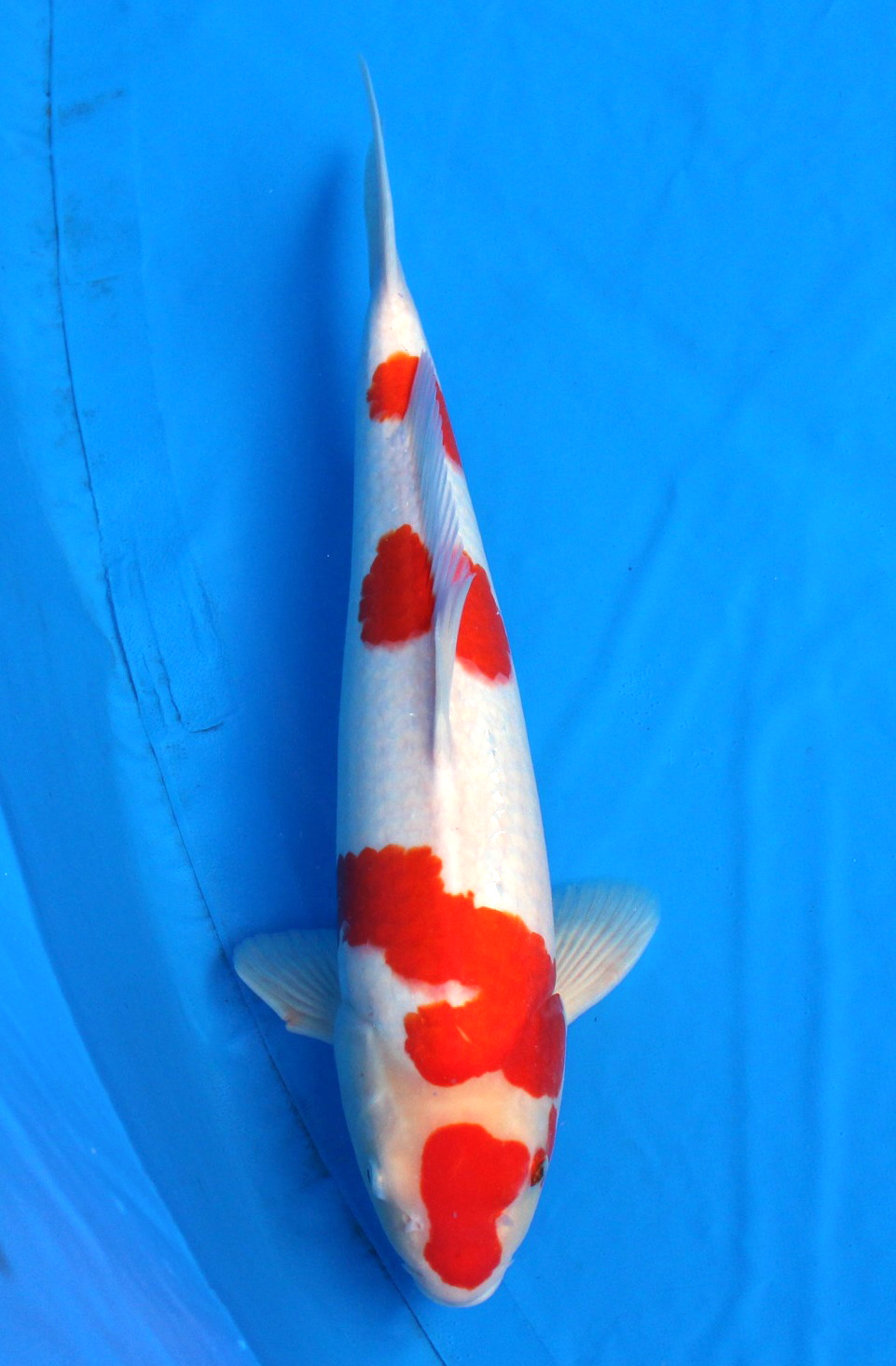 Japanese Koi fish/Japanischer Koi Fisch・ Kohaku Nishikigoi
