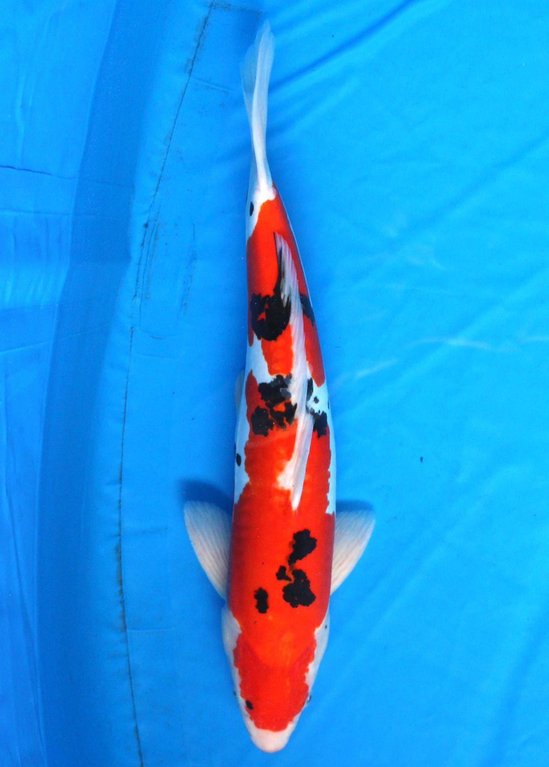 Japanese Koi fish / Japanischer Koi Fisch・ Doitsu Sanshoku Nishikigoi