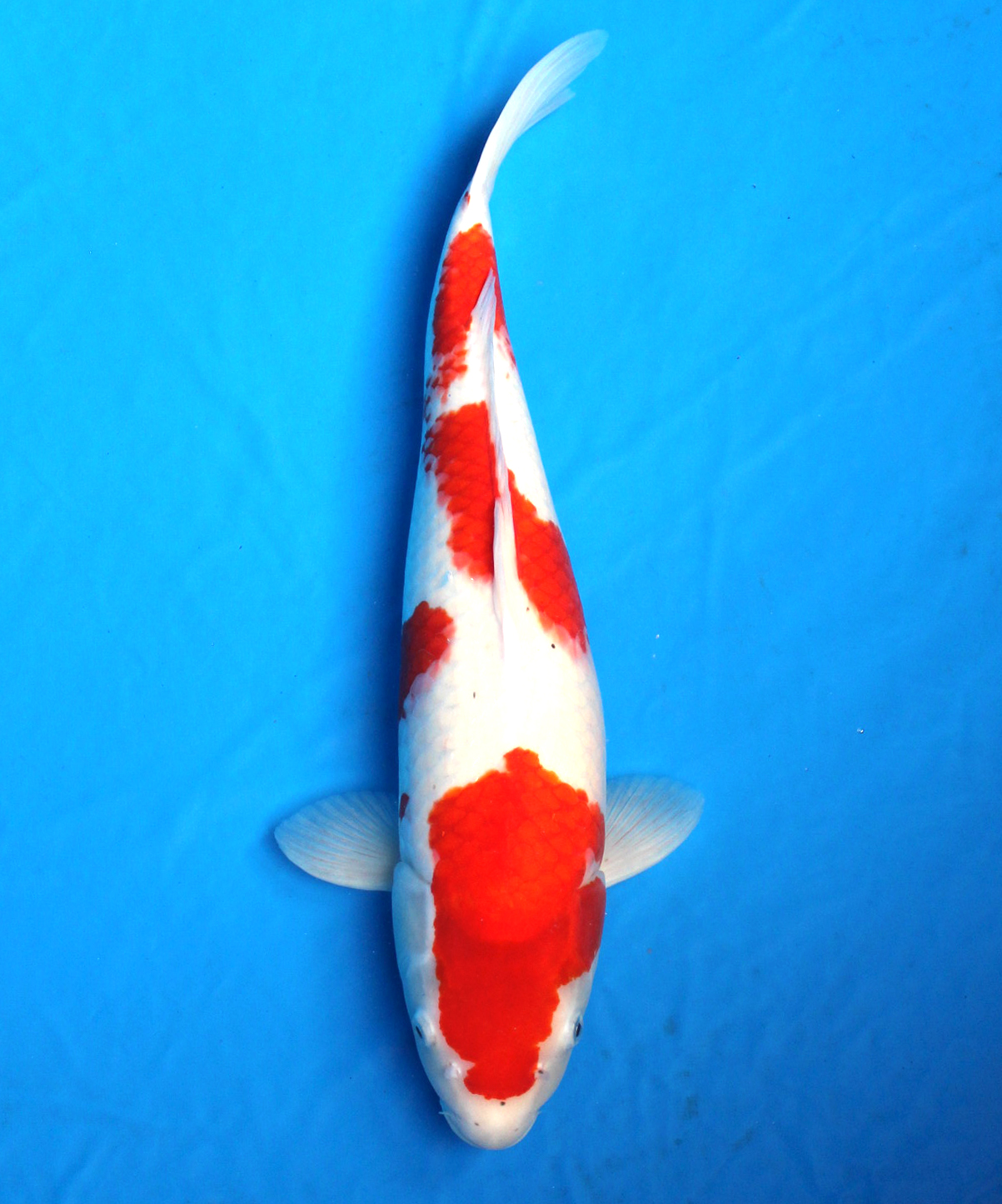 Japanese Koi fish/Japanischer Koi Fisch・ Kohaku Nishikigoi