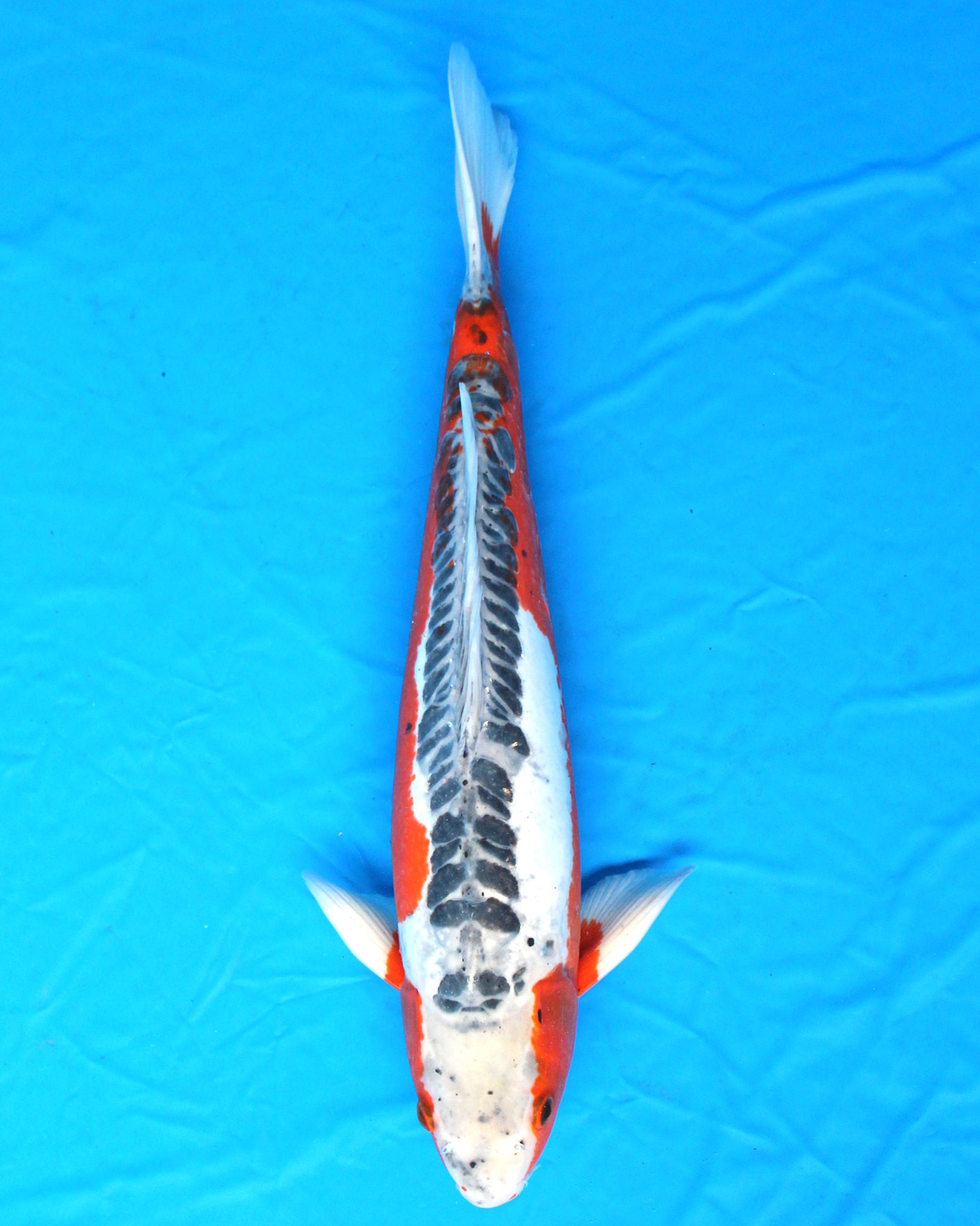 Japanese Koi fish/Japanischer Koi Fisch・ Shusui Nishikigoi