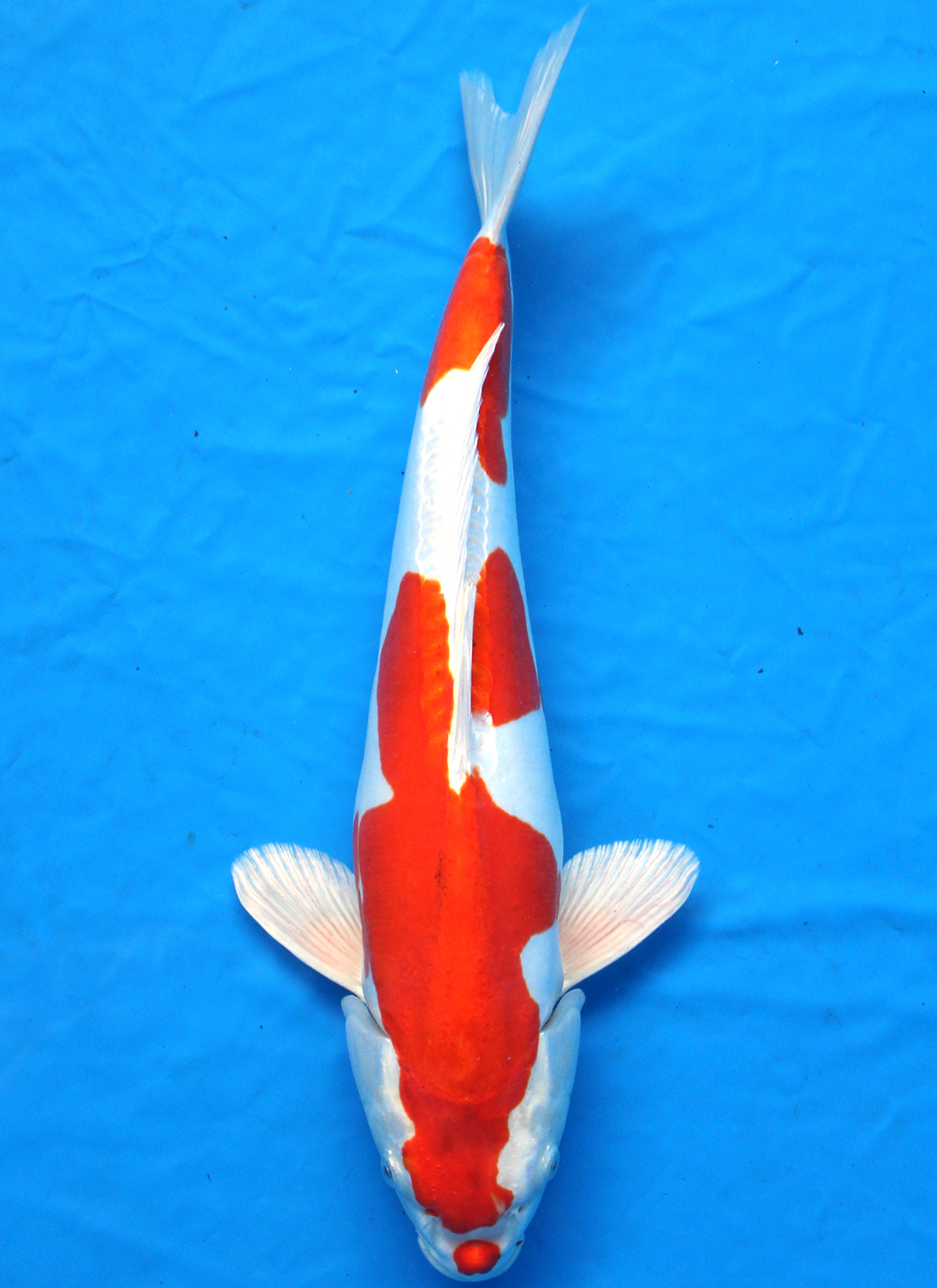 Japanese Koi fish/Japanischer Koi Fisch・ Kikusui Nishikigoi