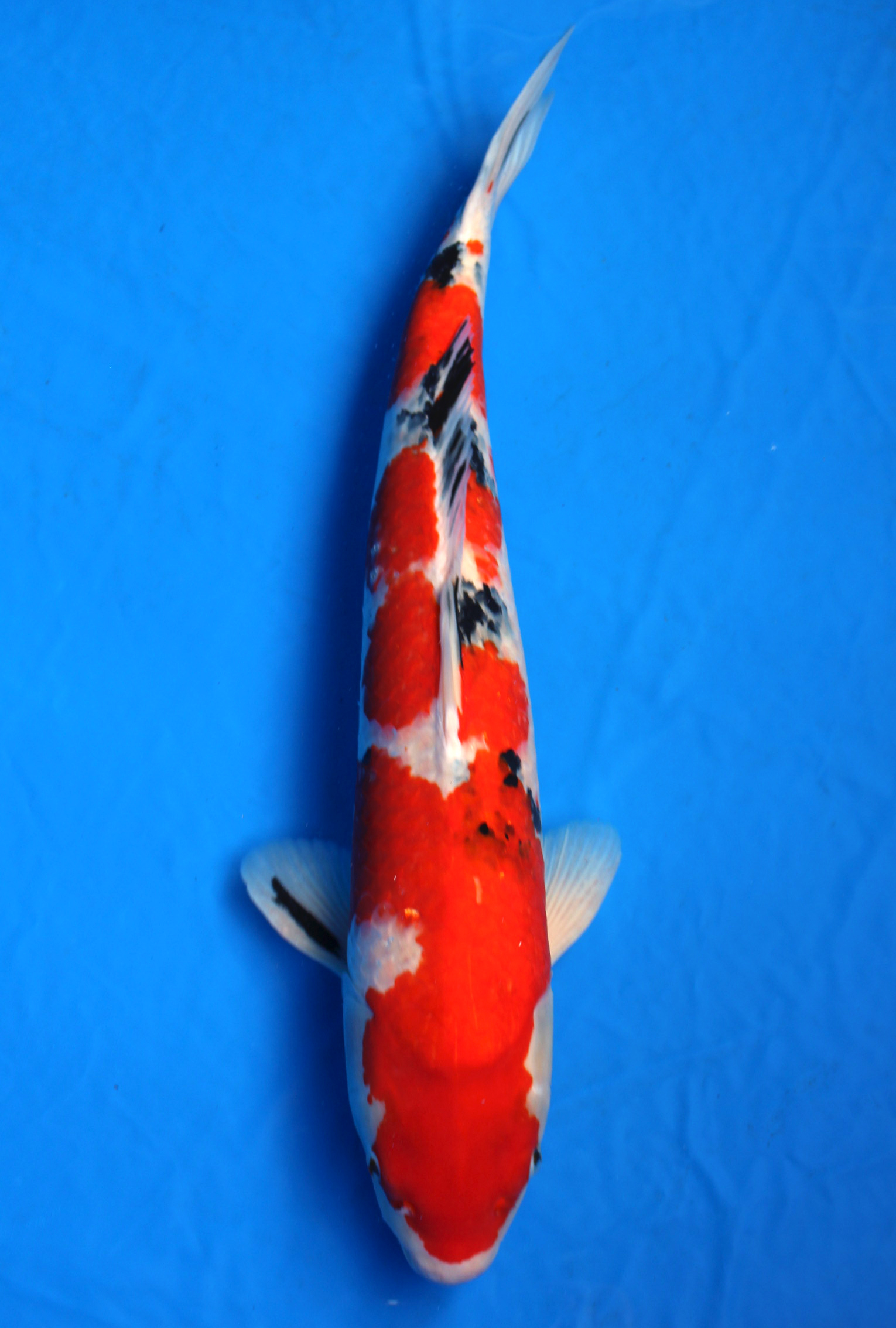 Japanese Koi fish/Japanischer Koi Fisch・ Taisho Sanshoku Nishikigoi