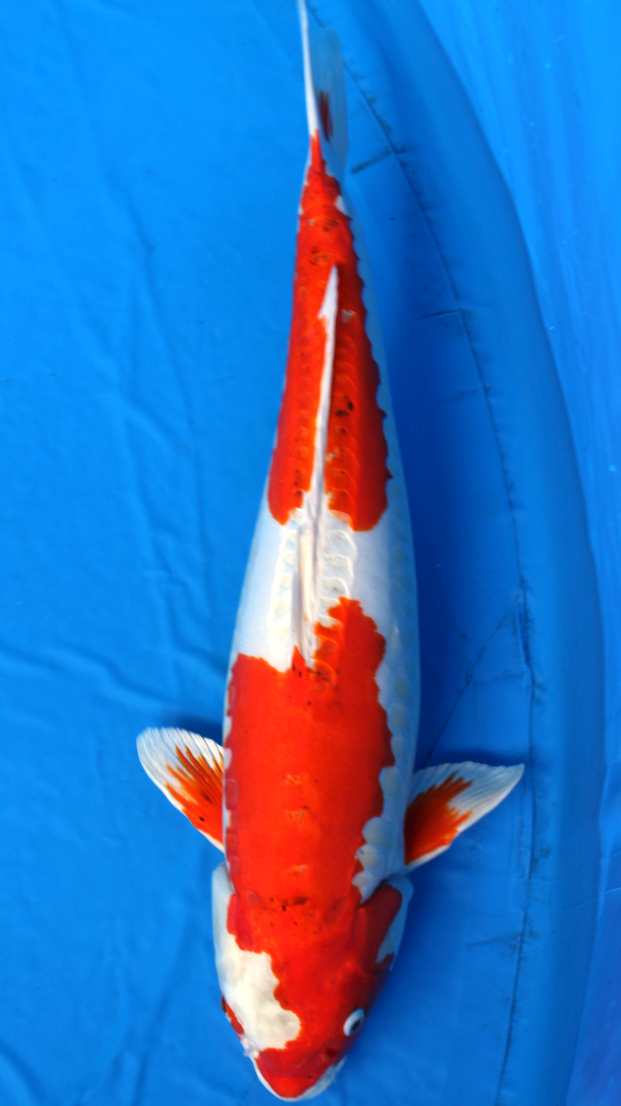 Japanese Koi fish/Japanischer Koi Fisch・ Kikusui Nishikigoi