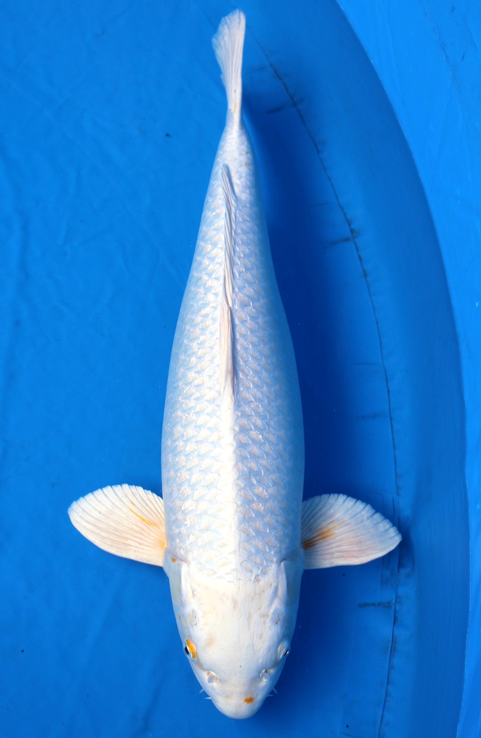 Japanese Koi fish/Japanischer Koi Fisch・ Ginrin Platinum Nishikigoi