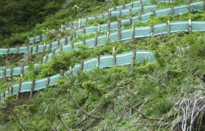 セトロン 編柵